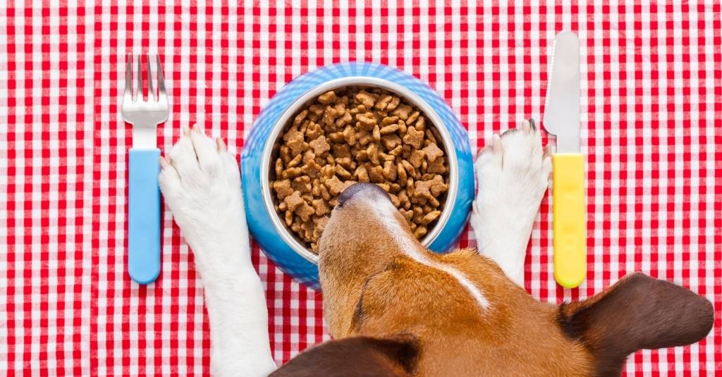 Does My Pet Have A Food Allergy?