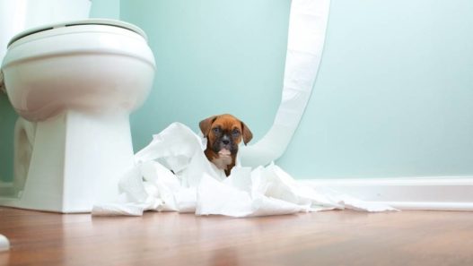 Puppy Diarrhea Can Be Serious