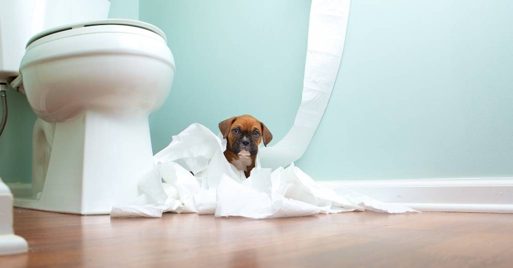 Puppy Diarrhea Can Be Serious