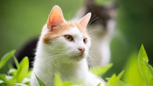 Can You Help Beat Cat Cancer With Natural Remedies?