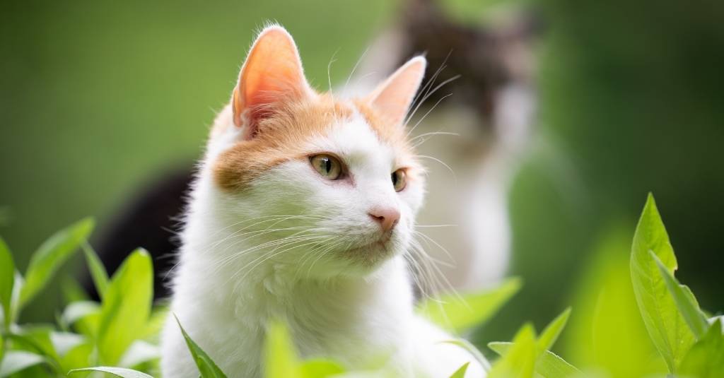 Can You Help Beat Cat Cancer With Natural Remedies?