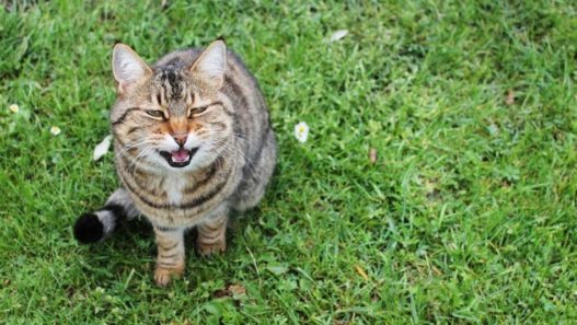 Cats Find Respite From Hyperthyroidism With Resthyro