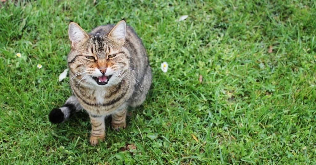 Cats Find Respite From Hyperthyroidism With Resthyro