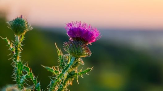 Milk Thistle – The No. 1 Herbal Remedy for Liver Disease