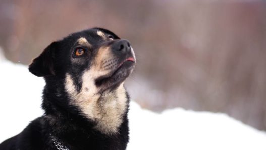 Healthy Skin, Happy Animal: Prepare Your Pet’s Coat for Winter with These Helpful Tips