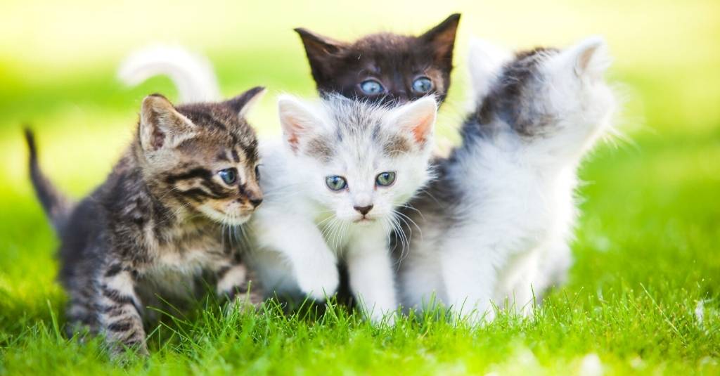 Find the Purr-fect Pet for Your Family with These 6 Cat Breeds