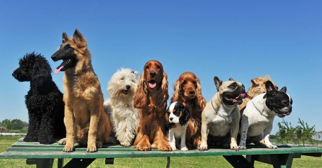 Fall in Puppy Love at First Sight with the 5 Best Family Dog Breeds