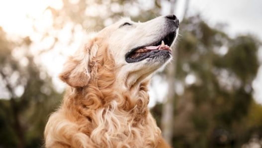 Natural Relief for Adrenal Dysfunction in Dogs