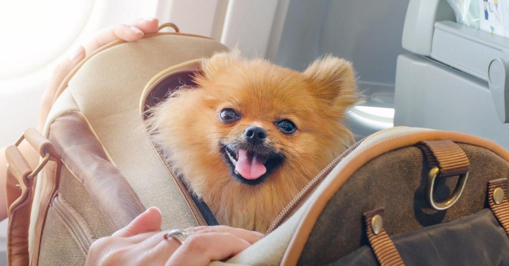 Traveling with Your Pets? 5 Tips for a Blissful Trip