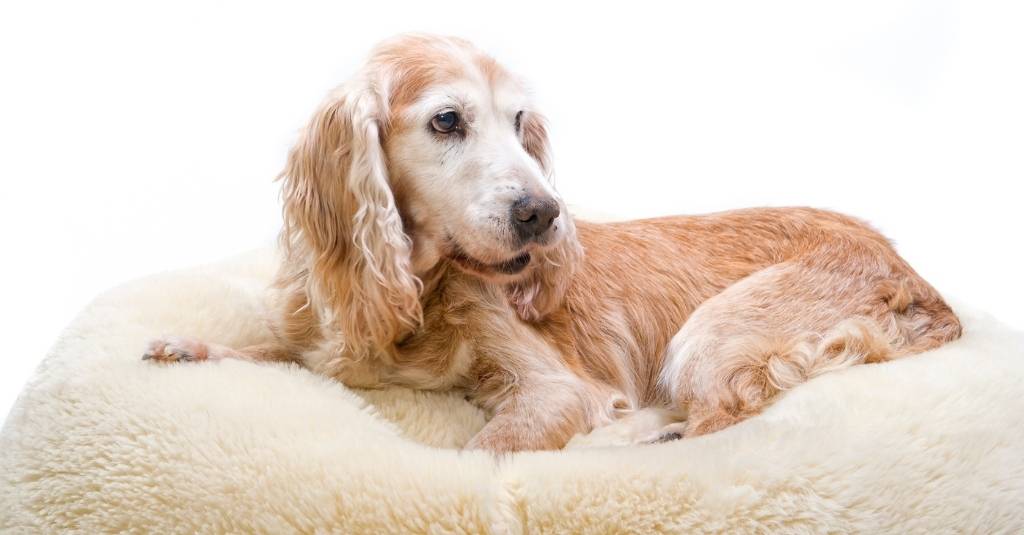 Keeping Your Aging Dog Youthful