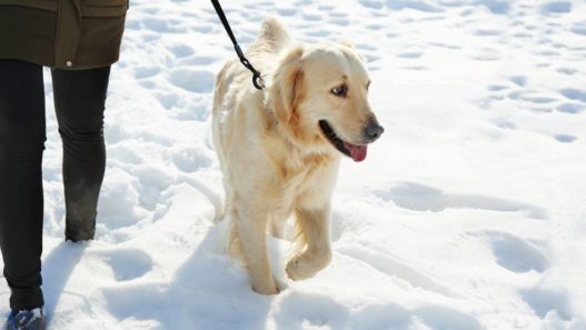 Winter Walks, Protecting our Dog’s Paws