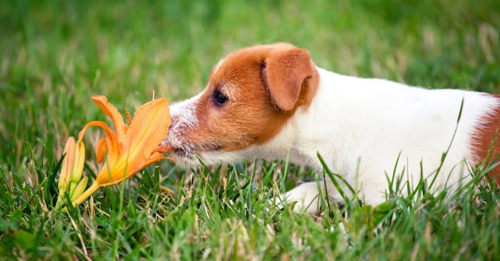 Poisonous Plants to Pets and Helpful Tips for Pet Allergies