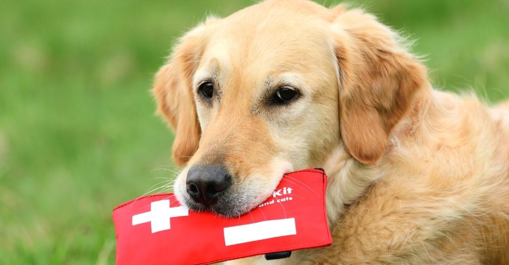 Pet First Aid: Do You Know What To Do?