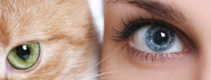 Cat And Dog Eye Health - Glaucoma, Corneal Ulcers, Runny Eyes, And Uvetis