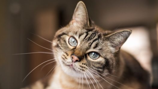 Short-haired cat with large green eyes. Holistic vet offers advice and knowledge about pet eye health.