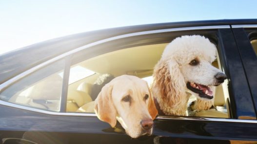 Traveling with pets in cars