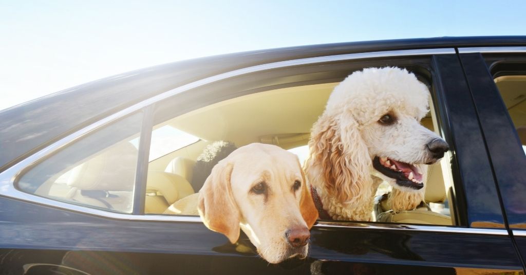Traveling with pets in cars