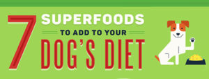 7 Superfoods for dogs