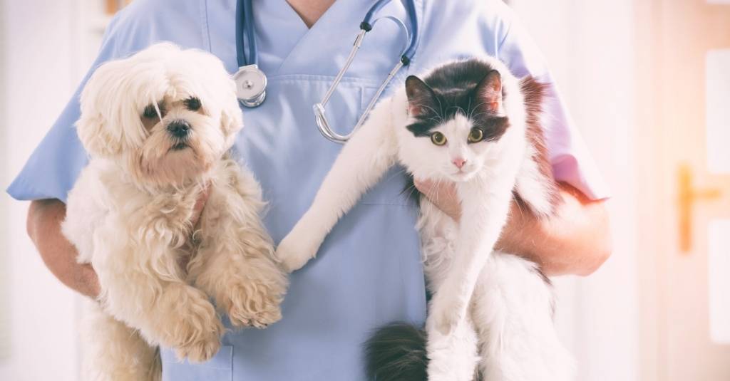 Deworming Dogs and Cats