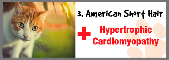 Hypertrophic cardiomyopathy in American Short Haired Cats