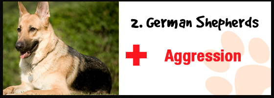 German Shepherd aggression