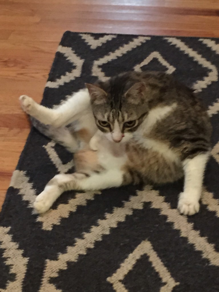 Jilly - NHV Tails Reviews