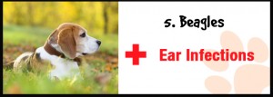 ear infections in beagles