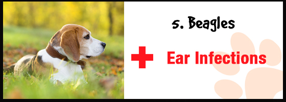 ear infections in beagles 5 Dog Breed Health Problems: Early Prevention Strategies
