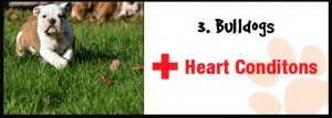 Bulldogs and heart conditions