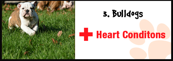 Bulldogs and heart conditions