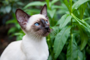 Cat Breed and Health Issues