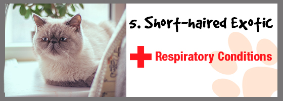 Respiratory problems in exotic short hair cats