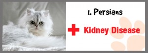 Kidney Disease in persian cats