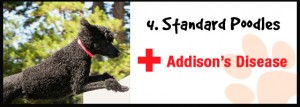 Standard Poodles: Addison's Disease