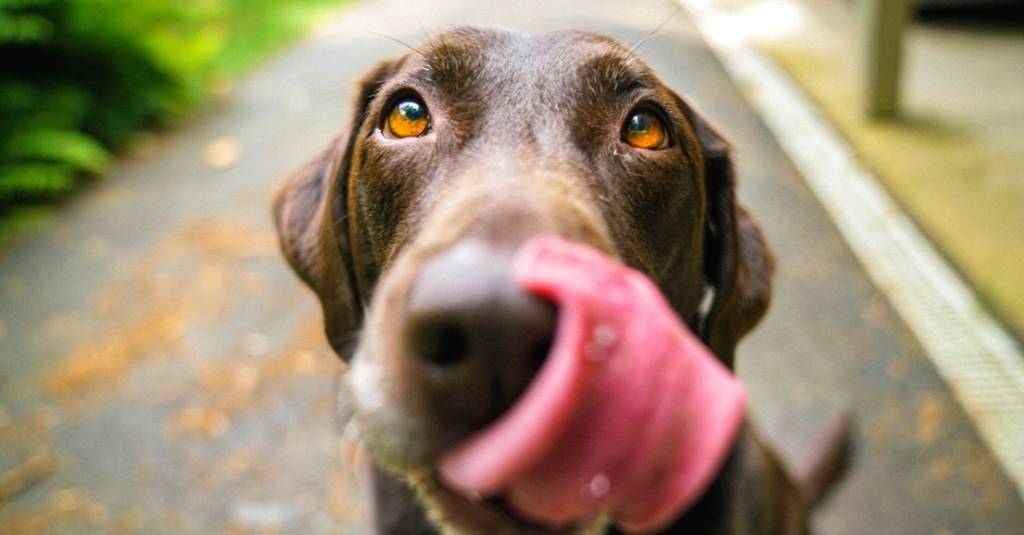 Dog Body Language: Understanding Your Canine Companion