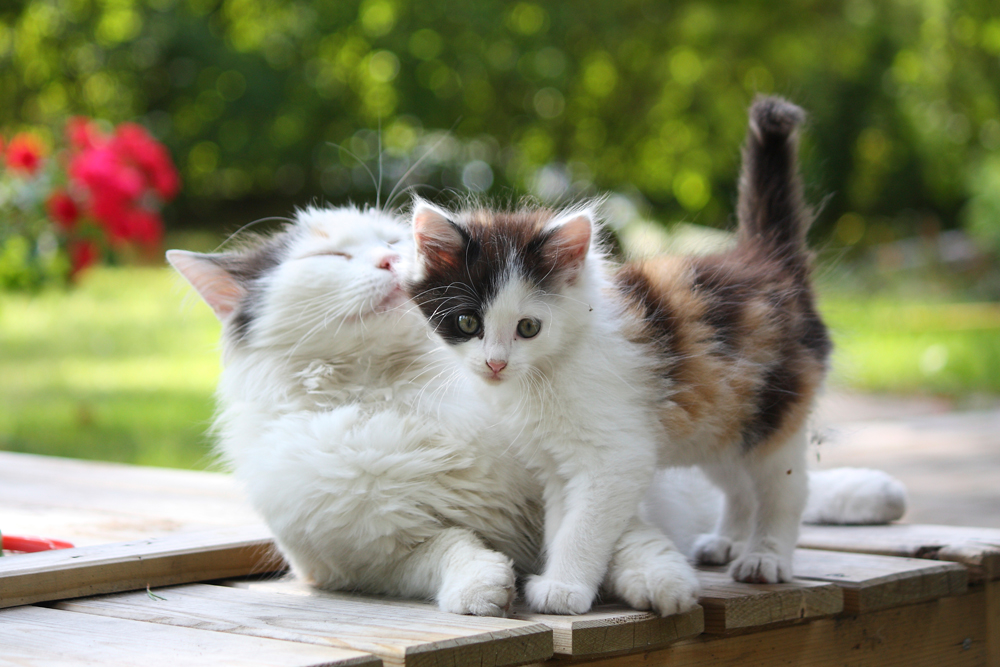 Remède contre l'hyperthyroïdie chez le chat