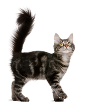 Cat Tail Position Meaning Cat Body Language
