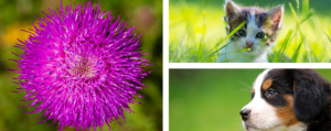 Milk Thistle for cats and dogs