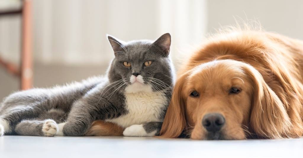 Vet Talks: Holistic Advise For GI Issues in Dogs and Cats