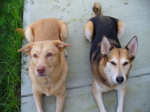 Both Ty and Ruby were adopted through petfinder.com Dog