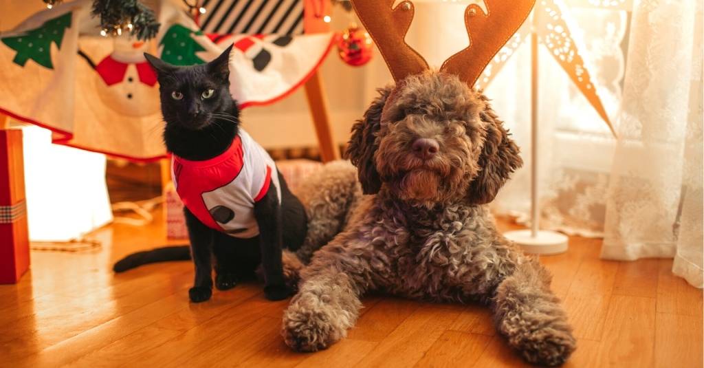 Tips To Keep Your Pet Safe, Happy and Healthy This Holiday Season!
