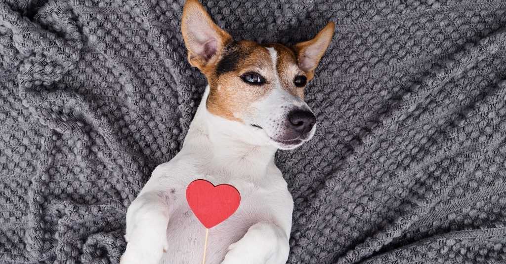 Heart conditions in dogs banner