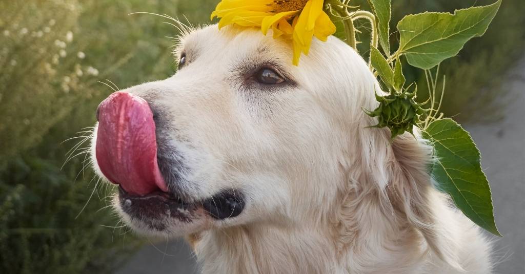 Integrative Therapies: Aromatherapy For Pets