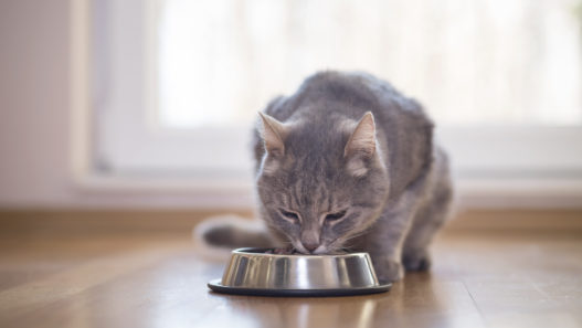 The Top Therapeutic Uses of Omega 3 Fatty Acids for Pets