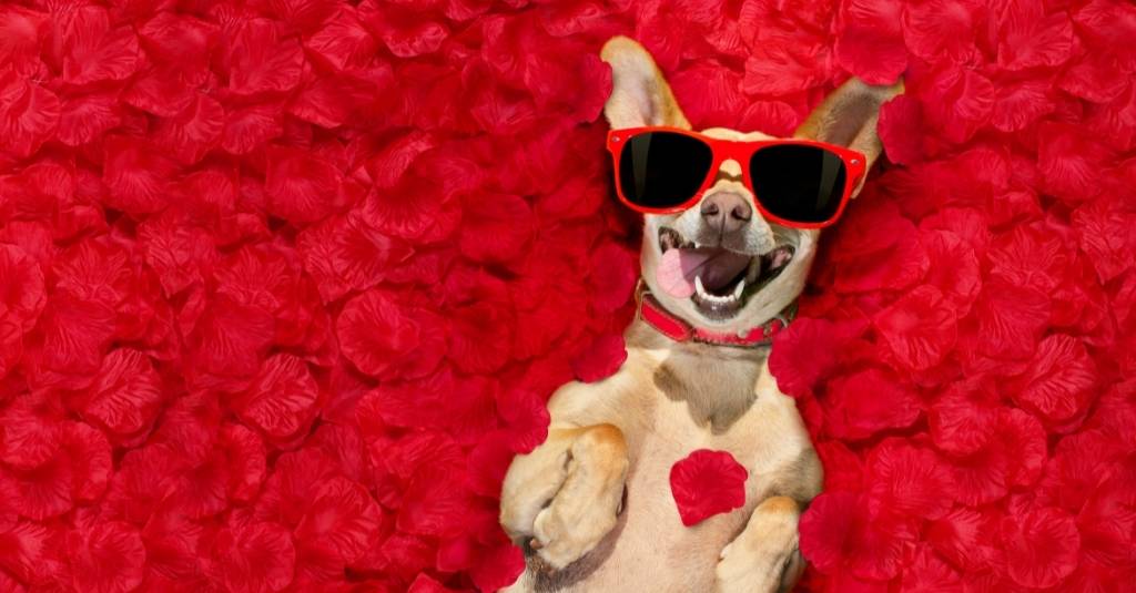 Be Kind To Your Valentine: 5 Ways To Spoil Your Furry Companion