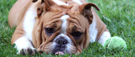 pet cancer diets