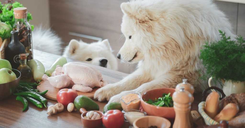 Pet cancer diets and nutrition