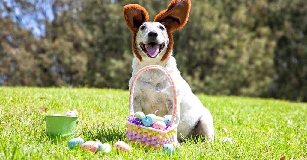 Keep Your Pets Safe, Healthy and Stress Free this Easter