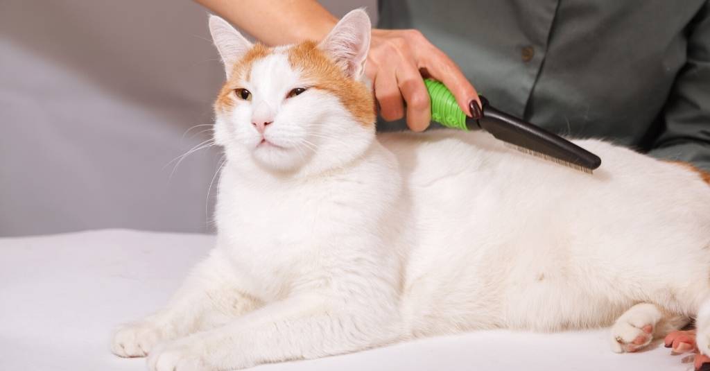 Hairball Awareness: Causes, Prevention and Fun Facts