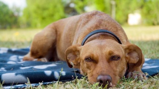 Heartworm Disease in Dogs and Cats